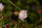 Hairy laurel <BR>Hairy wicky